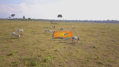 Fazenda, 1000 hectares - Foto 2