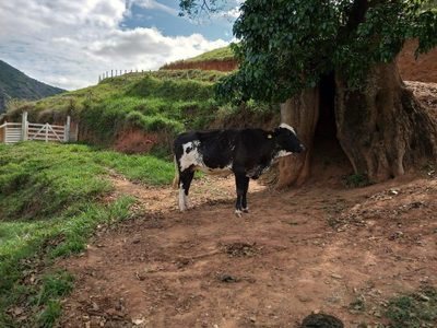 Sítio, 2 quartos, 136 m² - Foto 5