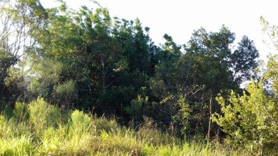 Sítio, 2999 m² - Foto 3